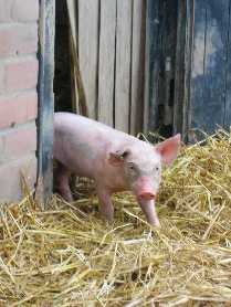 Ferkel L&uuml;tjensee