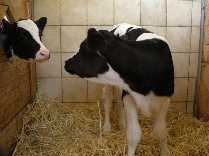 K&auml;lber Hamfelde