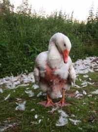 Maschinell gerupfte Gans (Foto: © Vier Pfoten)