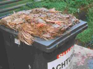 Masthühner im Müll