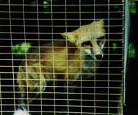 Rotfuchs auf Pelzfarm