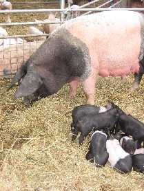 Sau mit Ferkeln Wulfsdorf